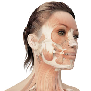 Diagram showing layers of skin on womans face
